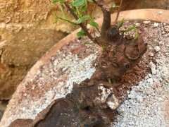 去年清香木下山桩红芽 今年绿芽 怎么办