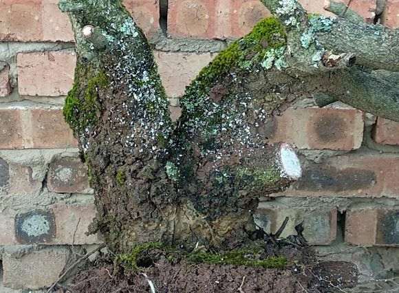 为什么河沙种植下山桩也有弊端 图片