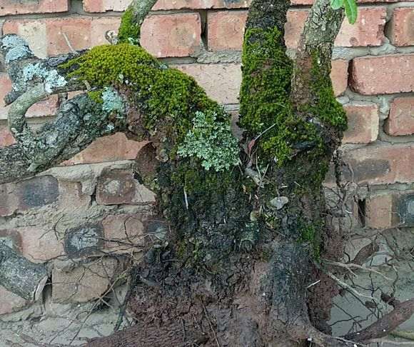 为什么河沙种植下山桩也有弊端 图片