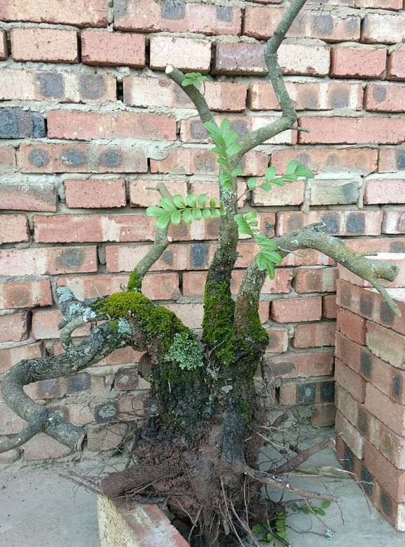 为什么河沙种植下山桩也有弊端 图片