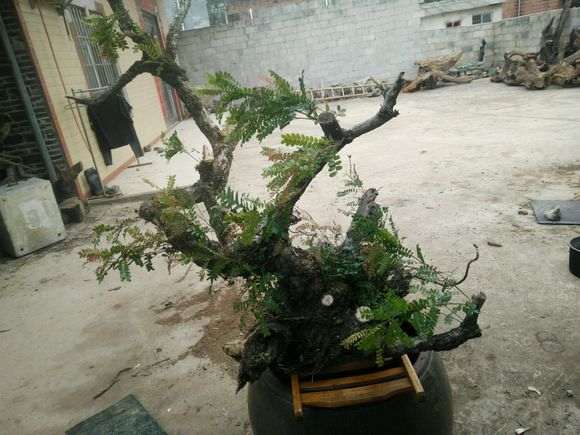 为什么清香木下山桩套袋就不必深埋了