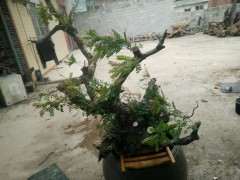 为什么清香木下山桩套袋就不必深埋了