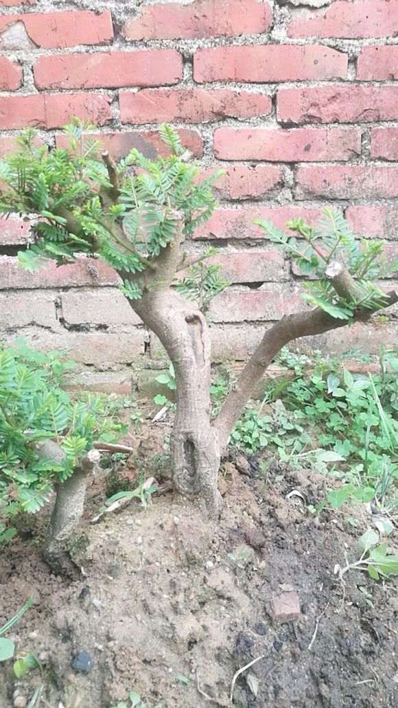 这是清香木下山桩 还是油甘子 图片