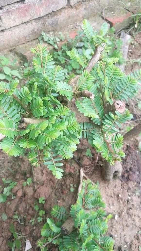 这是清香木下山桩 还是油甘子 图片