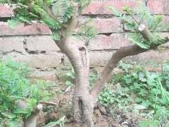 这是清香木下山桩 还是油甘子 图片