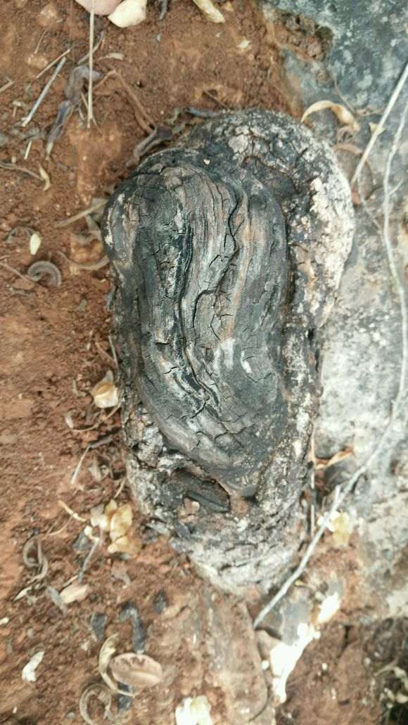 清香木下山桩几月份挖最好活 图片