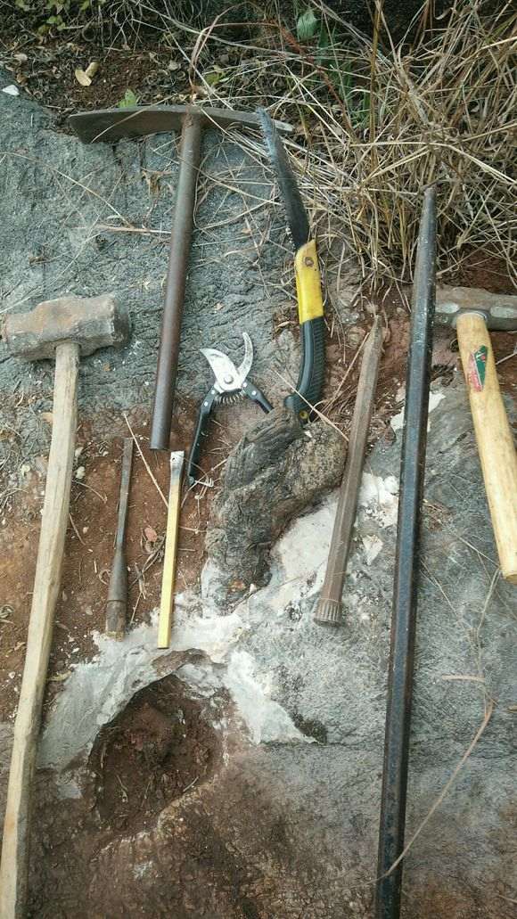 清香木下山桩几月份挖最好活 图片