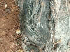 清香木下山桩几月份挖最好活 图片