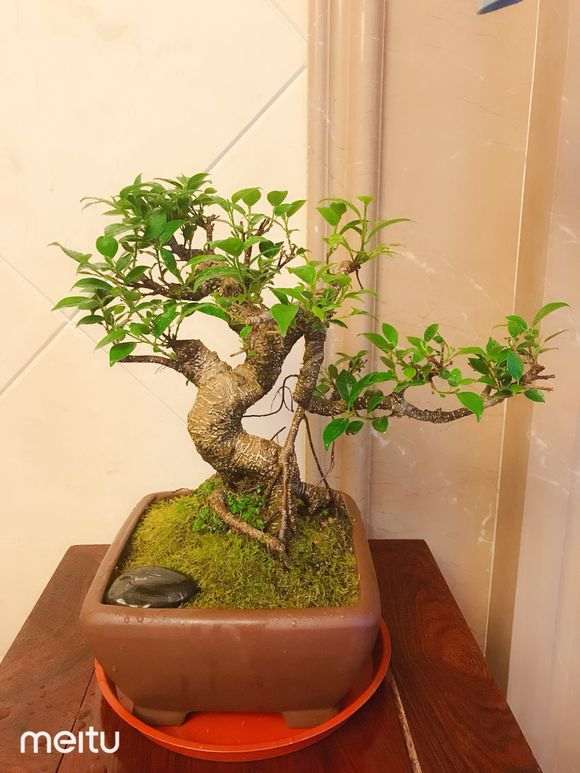 在花市买2棵清香木下山桩 价格600 贵吗