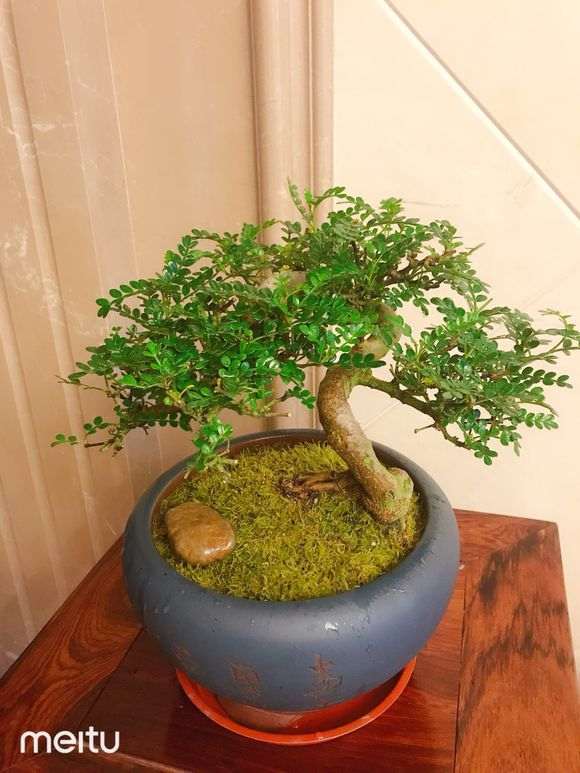 在花市买2棵清香木下山桩 价格600 贵吗