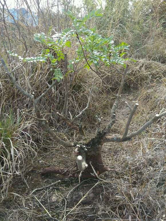 清香木下山桩要不要从弯那切掉 图片