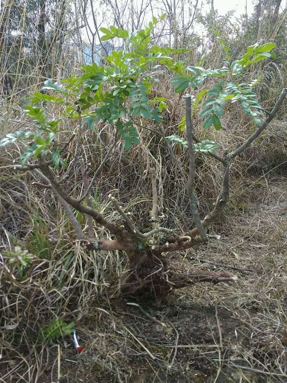 清香木下山桩要不要从弯那切掉 图片