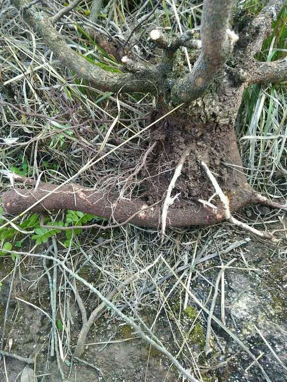 清香木下山桩要不要从弯那切掉 图片