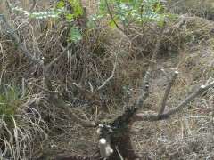 清香木下山桩要不要从弯那切掉 图片