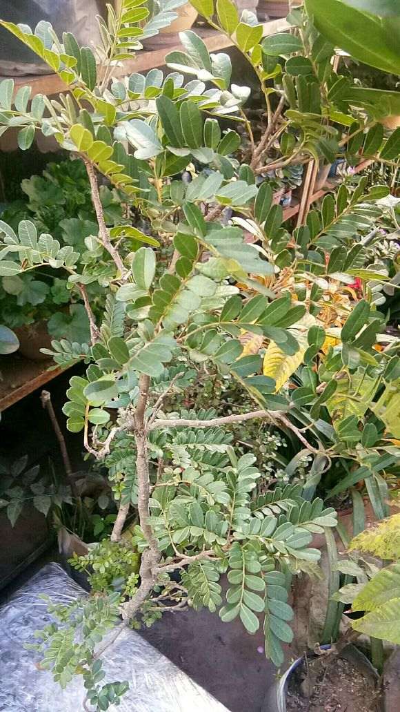 清香木下山桩不摘叶会活吗 图片