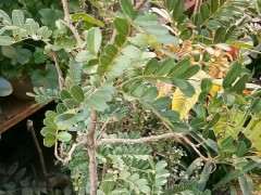 清香木下山桩不摘叶会活吗 图片