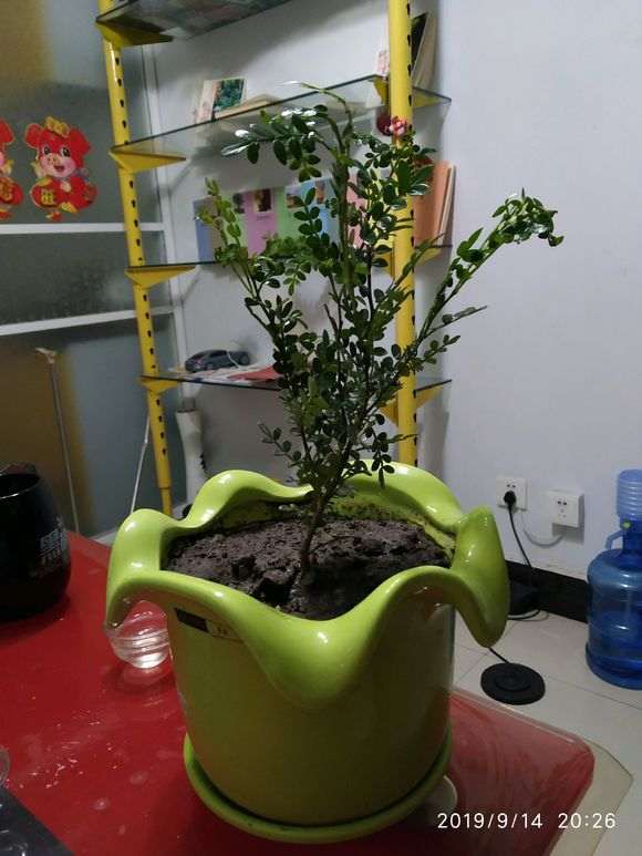 清香木下山桩怎么种植的过程 图片