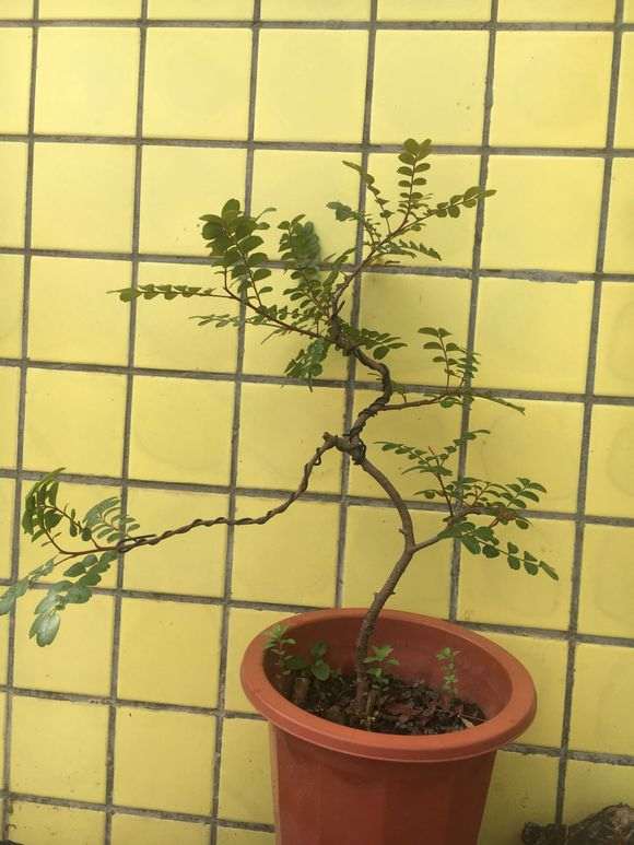 清香木下山桩怎么种植的过程 图片