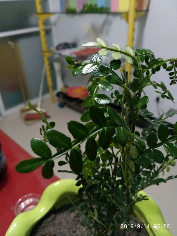 清香木下山桩怎么种植的过程 图片