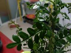 清香木下山桩怎么种植的过程 图片