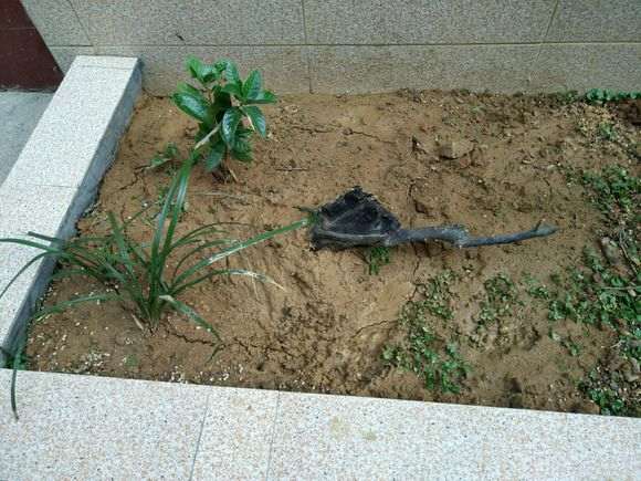 20斤的清香木下山桩可以地栽吗 图片