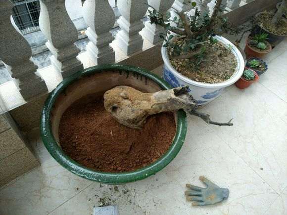 20斤的清香木下山桩可以地栽吗 图片