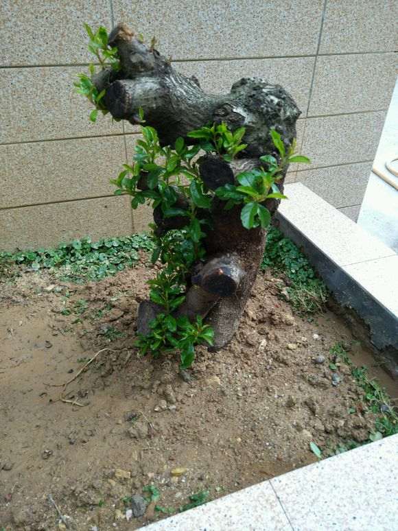 20斤的清香木下山桩可以地栽吗 图片