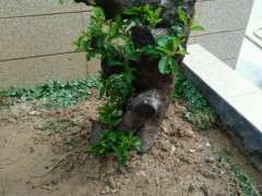 20斤的清香木下山桩可以地栽吗 图片