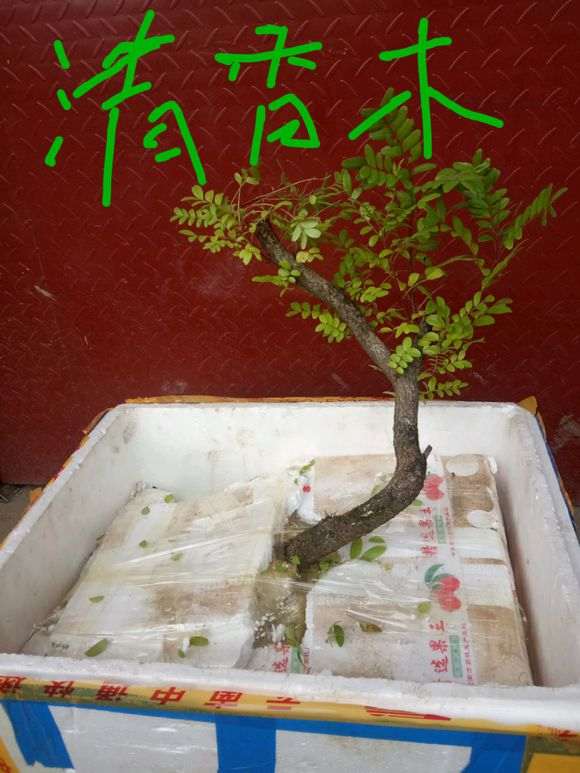 清香木下山桩叶子有白色虫子 怎么办 图片