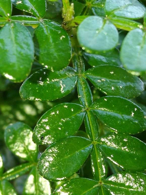 清香木下山桩叶子有白色虫子 怎么办 图片