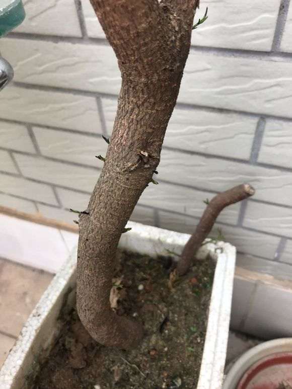 清香木下山桩出芽后 又黑了 怎么办 图片