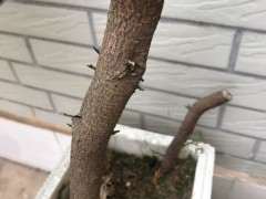 清香木下山桩出芽后 又黑了 快套袋