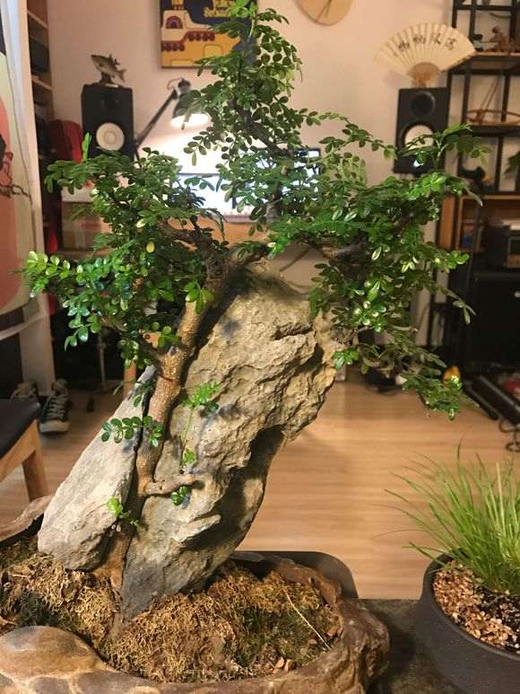 清香木下山桩买回来后 应该换个大盆吗