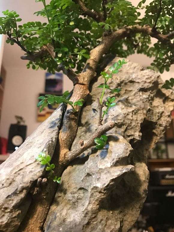 清香木下山桩买回来后 应该换个大盆吗