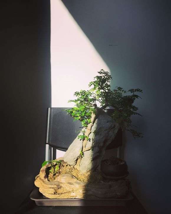 清香木下山桩买回来后 应该换个大盆吗