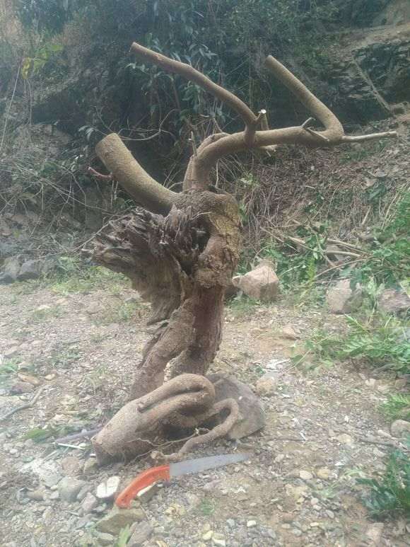 清香木下山桩老桩 重44斤 怎么样 图片