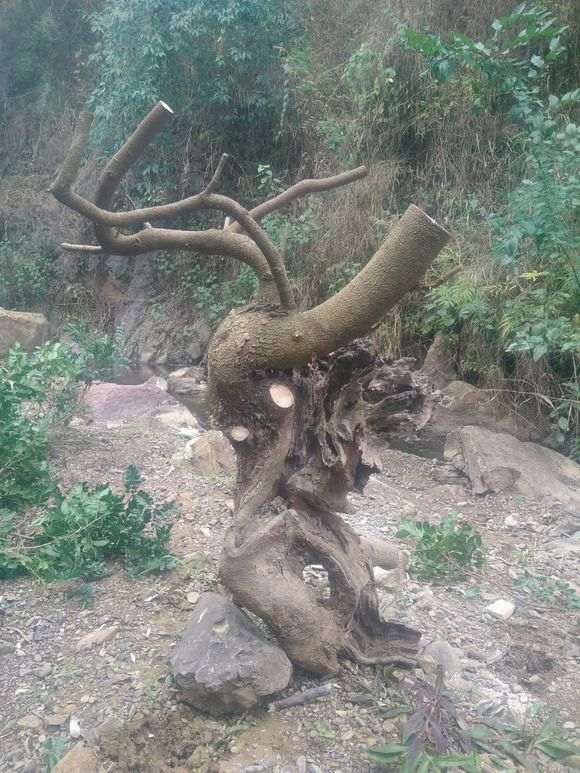 清香木下山桩老桩 重44斤 怎么样 图片