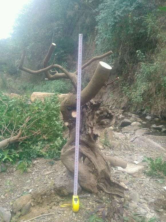 清香木下山桩老桩 重44斤 怎么样 图片