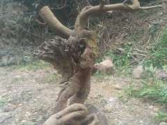 清香木下山桩老桩 重44斤 可以吗 图片