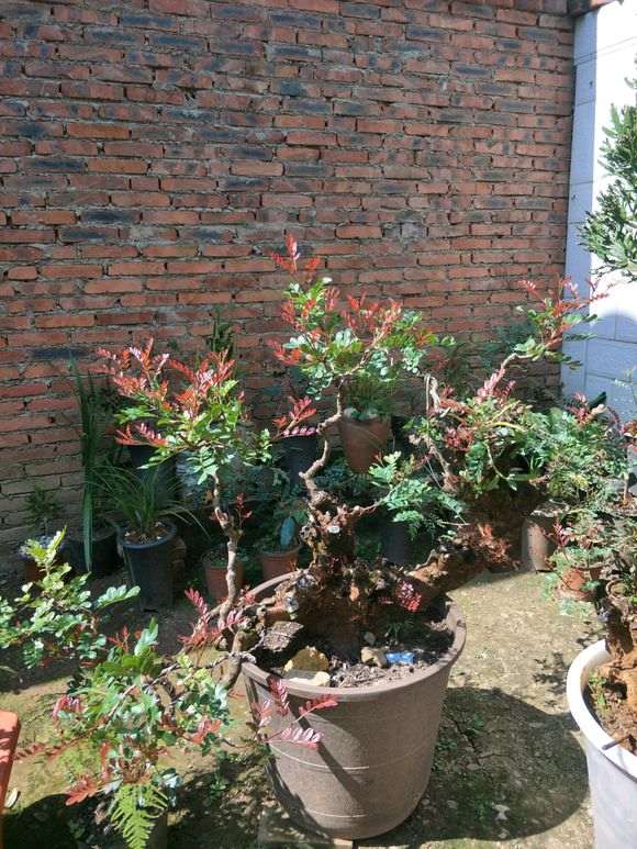 移栽清香木下山桩后怎么换盆的方法