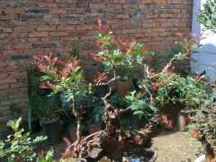 移栽清香木下山桩后怎么换盆的方法