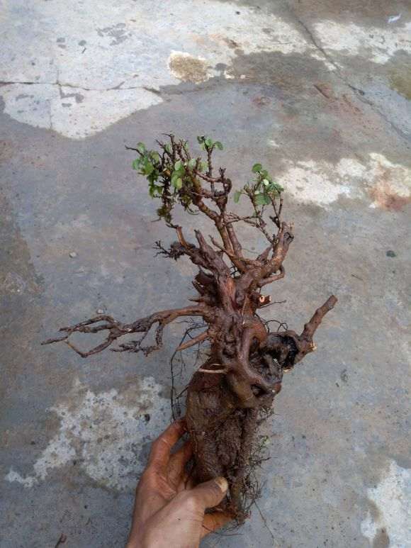 云南小叶羊蹄甲盆景下山桩 发芽了 图片