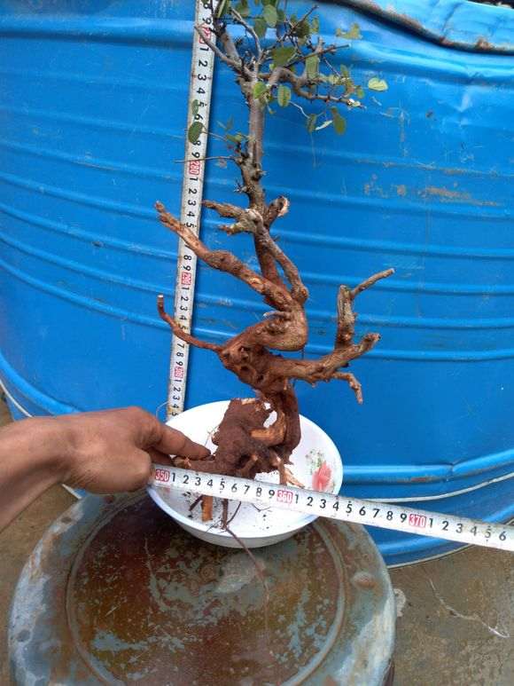 云南小叶羊蹄甲盆景下山桩 发芽了 图片