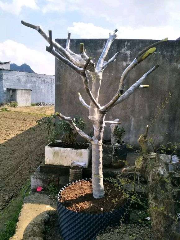 清香木下山桩河沙种植能活吗 图片