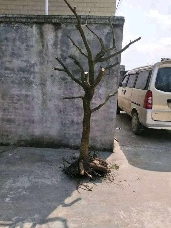 清香木下山桩河沙种植能活吗 图片