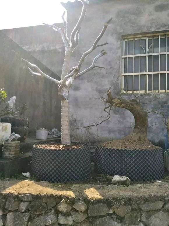 清香木下山桩河沙种植能活吗 图片