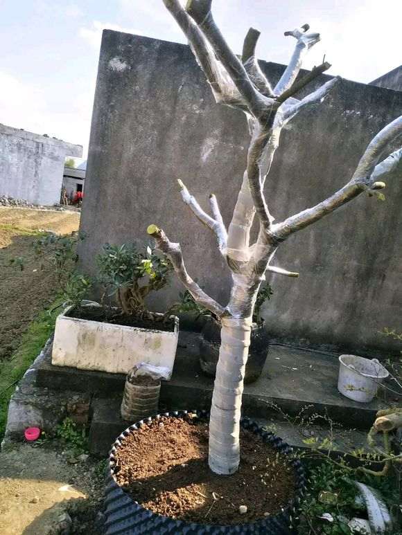 清香木下山桩河沙种植能活吗 图片