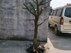 清香木下山桩河沙种植能活吗 图片