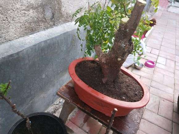 清香木下山桩移栽后怎么浇水 图片