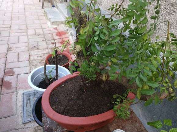 清香木下山桩移栽后怎么浇水 图片